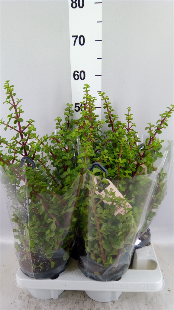 Portulacaria Afra 14Ø 40cm