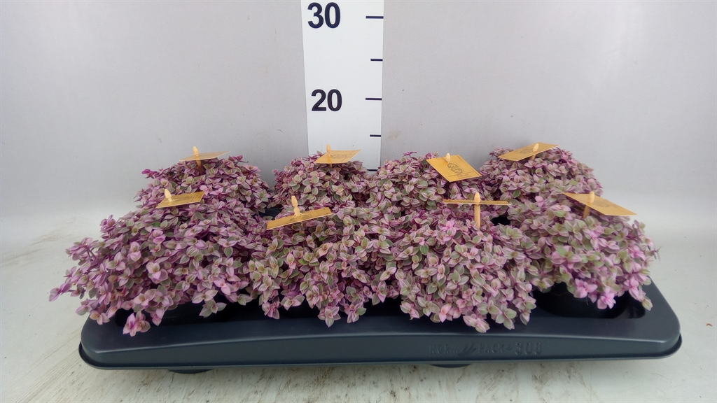 Callisia Repens Rosato 10Ø 15cm