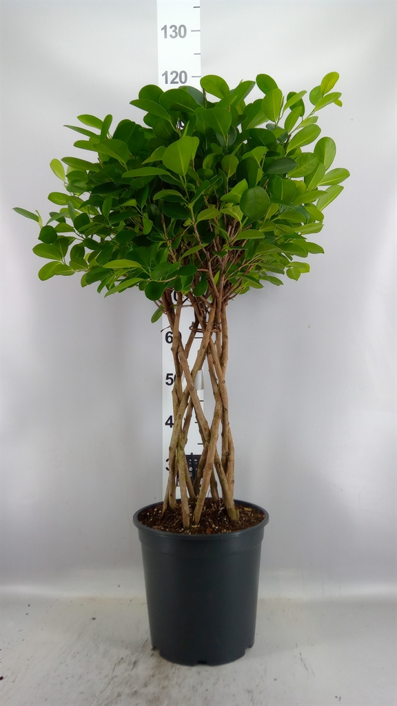 Ficus Microcarpa Moclame 27Ø 110cm