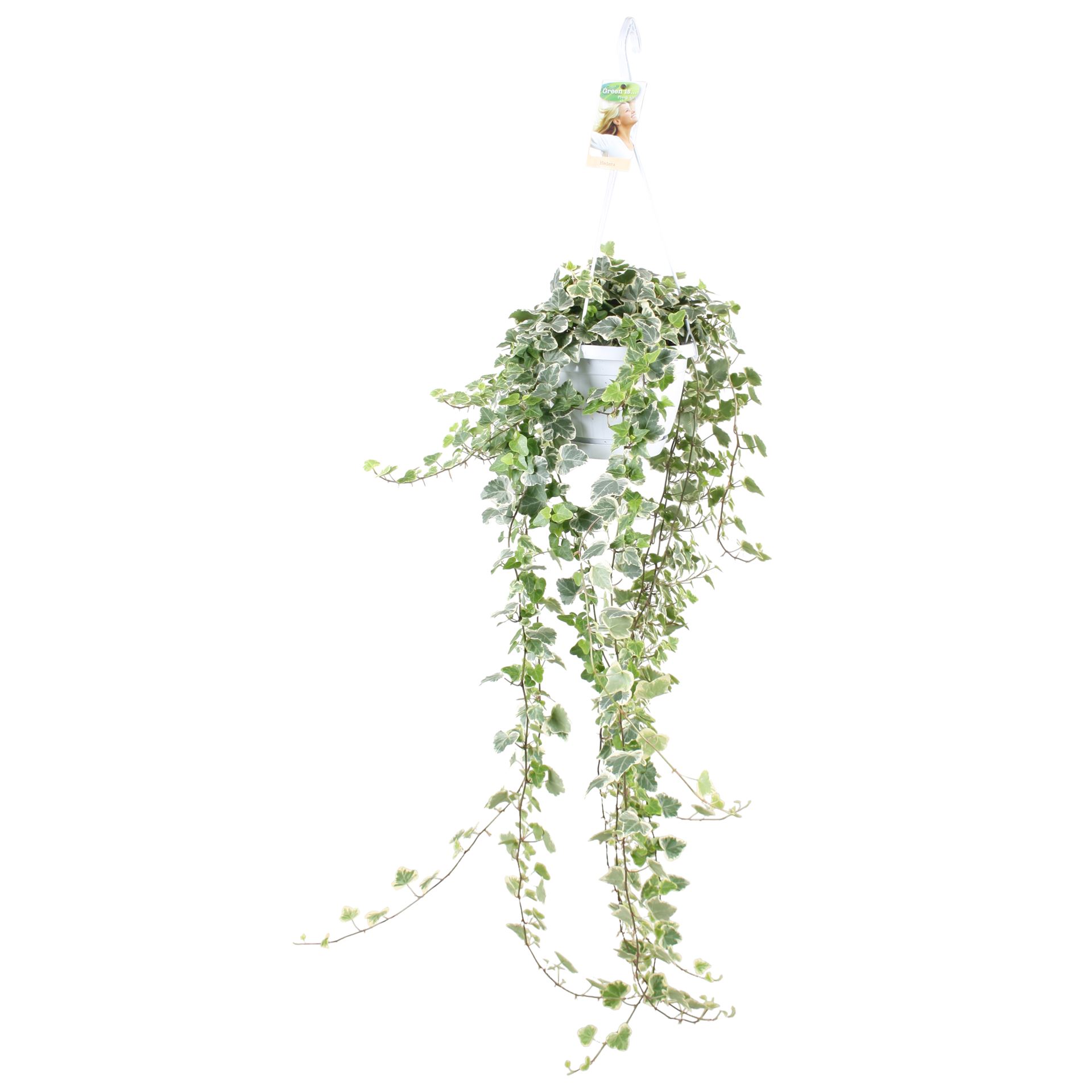 Hedera Helix White Wonder 17Ø 90cm