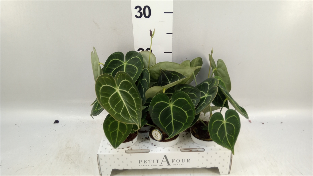 Anthurium Clarinervium 7Ø 25cm