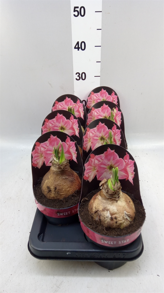 Hippeastrum Sweet Star 14Ø 25cm