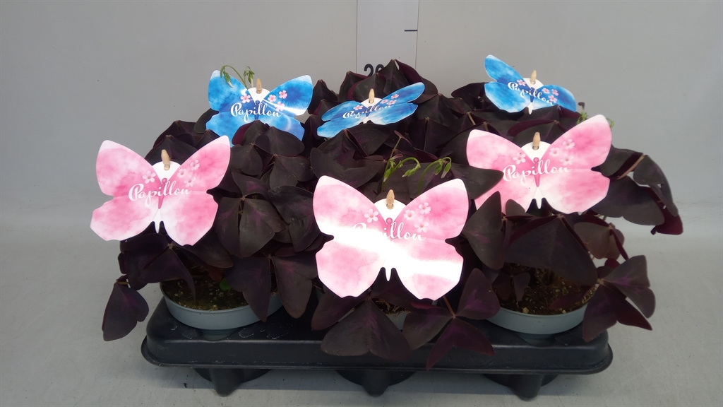 Oxalis Triang. Mijke 12Ø 28cm