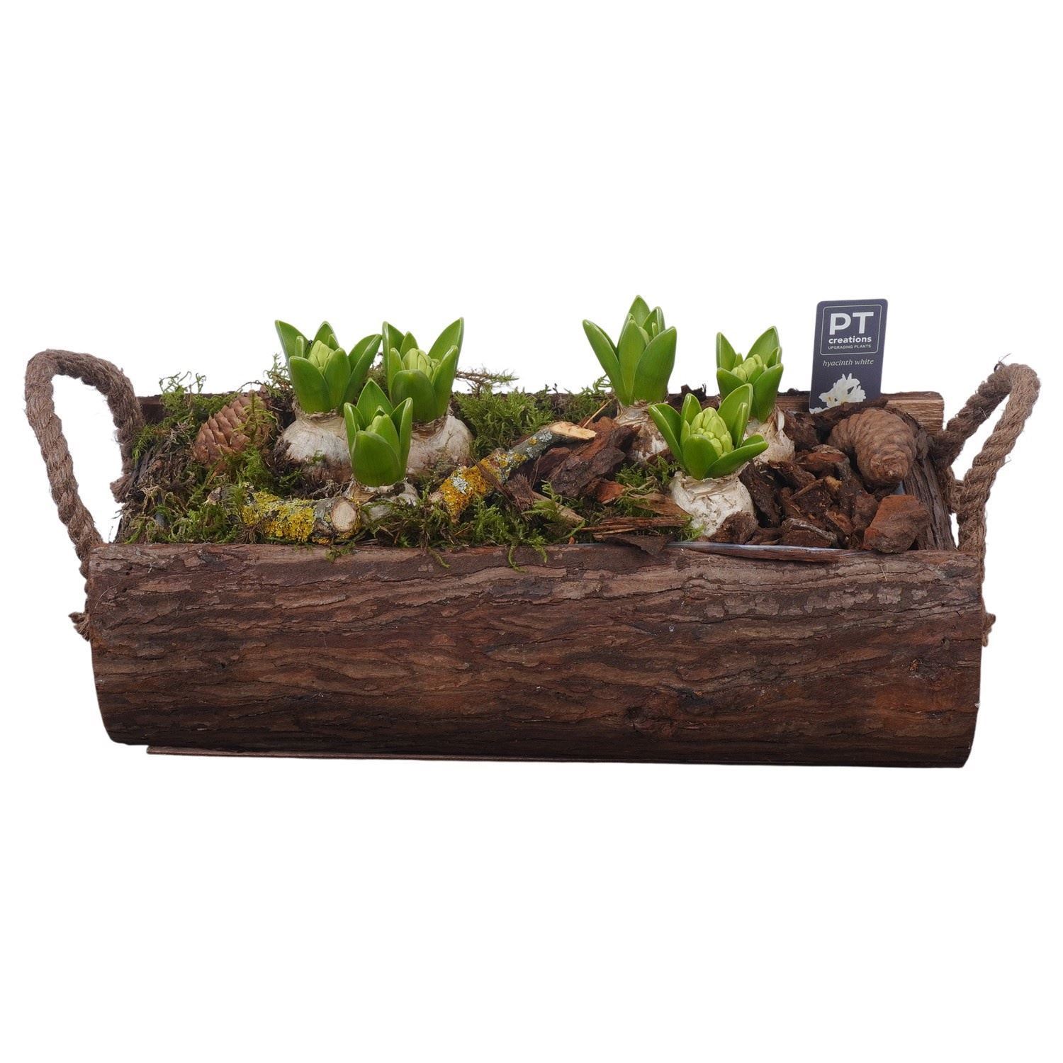 Arrangement Hyacinth 43Ø