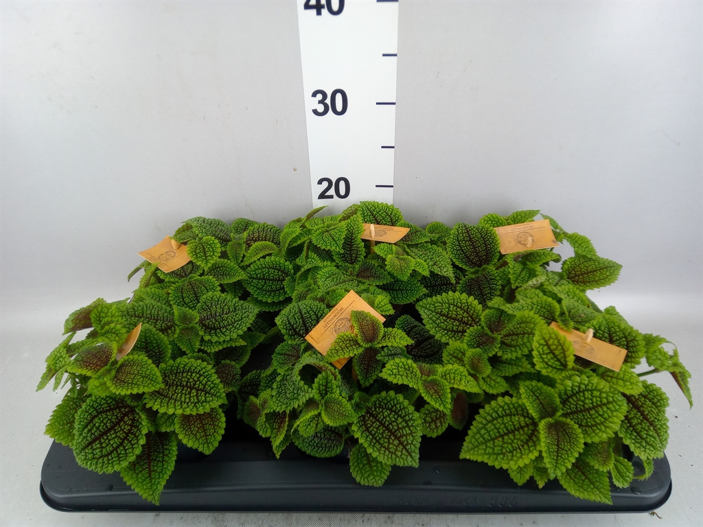 Pilea Alumi 12Ø 20cm