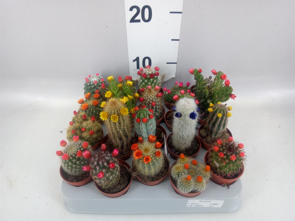 Cactus Decorated 5Ø 8cm