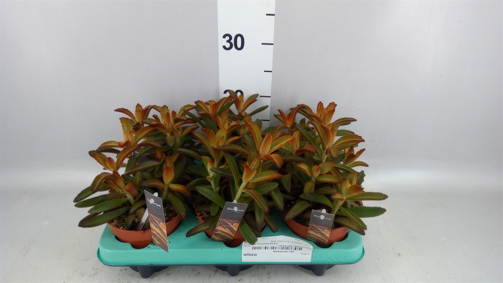 Kalanchoe Tomentosa 12Ø 18cm