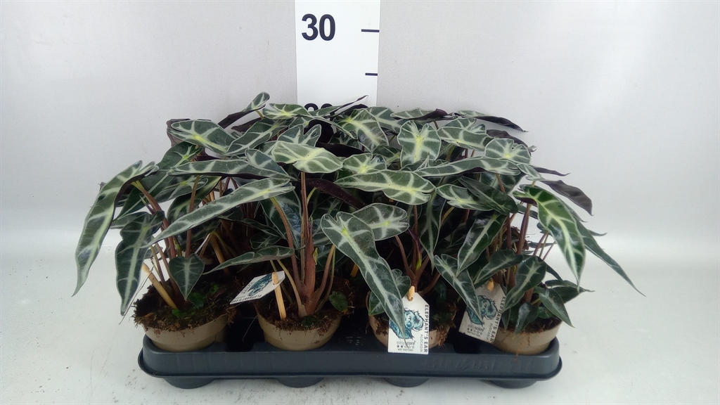 Alocasia X Amazonica 9Ø 30cm