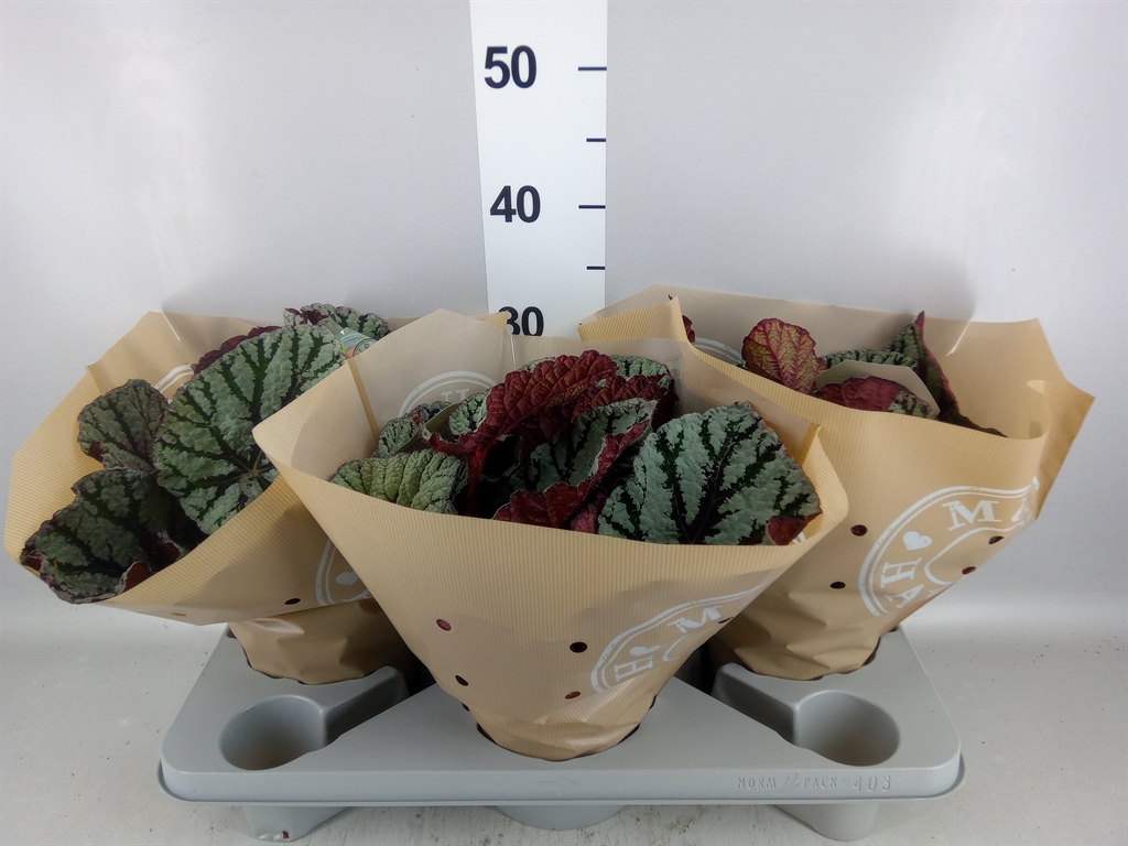 Begonia Leaf Magic Colours Fedor 17Ø 35cm