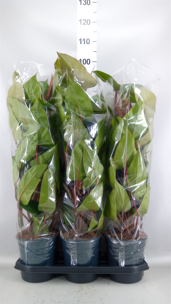 Philodendron Red Emerald 19Ø 70cm