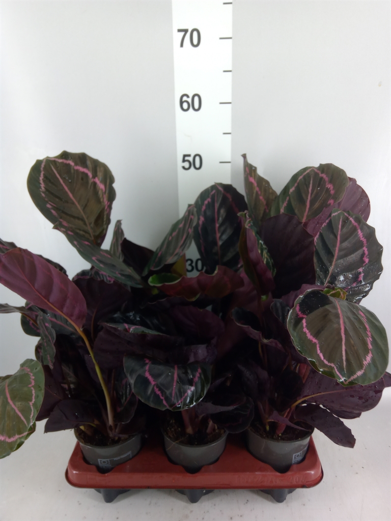 Calathea Dottie 12Ø 35cm