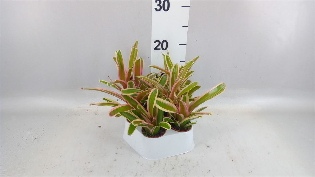 Nidularium Striped Fireball 5Ø 15cm