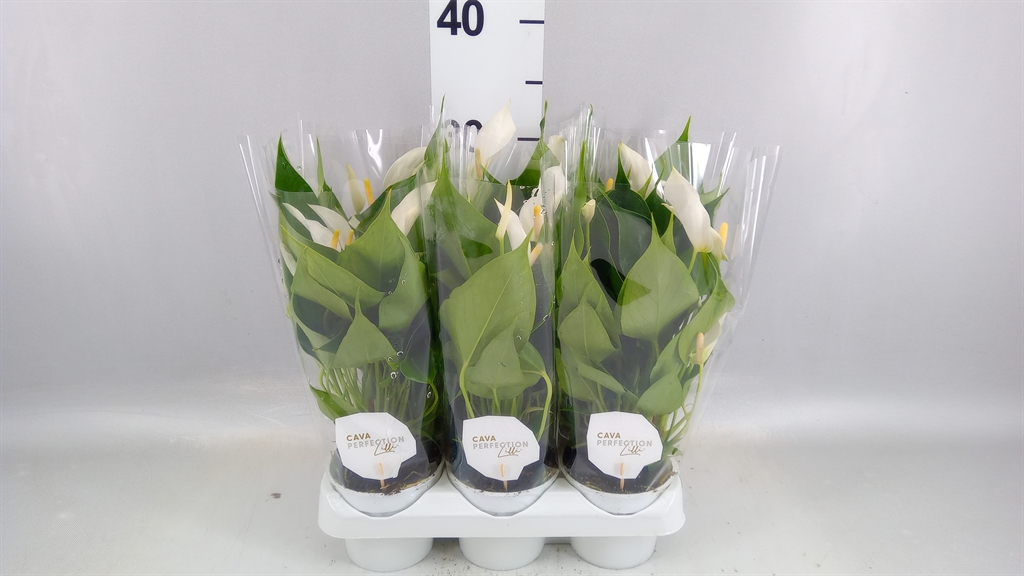 Anthurium Banderola Cava 9Ø 30cm