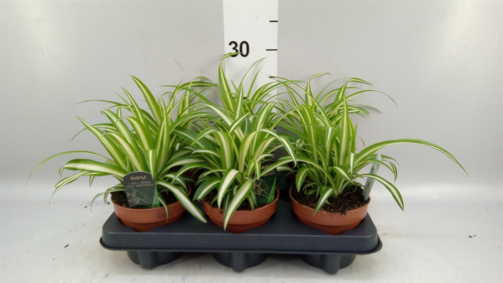 Chlorophytum Variegatum 12Ø 25cm