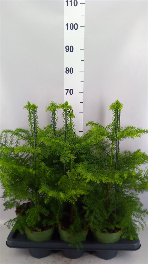 Araucaria Heterophylla 14Ø 38cm