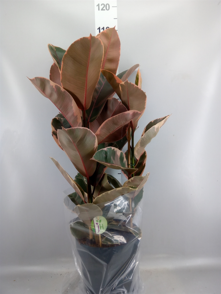 Ficus Belize 27Ø 105cm