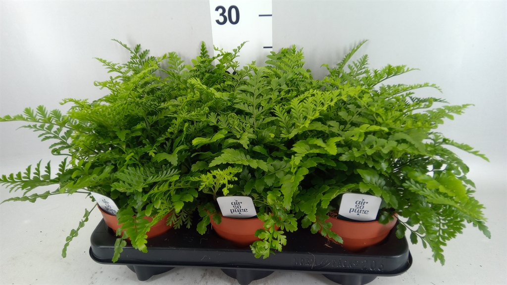 Asplenium Parvati 12Ø 25cm