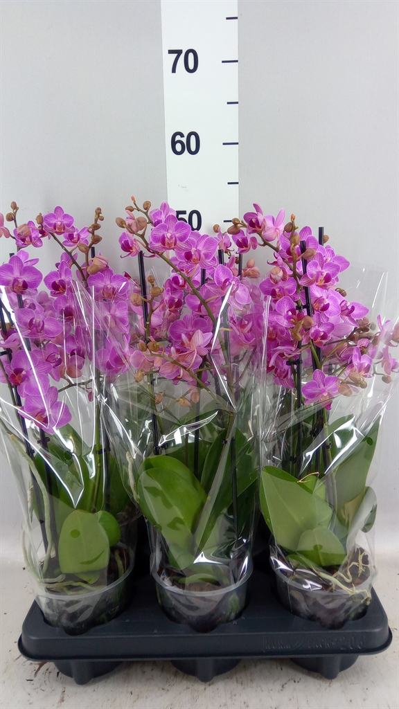 Phalaenopsis Multiflora Stuttgart 12Ø 39cm 3st