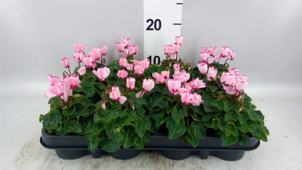 Cyclamen Super Serie Verano 7Ø 18cm