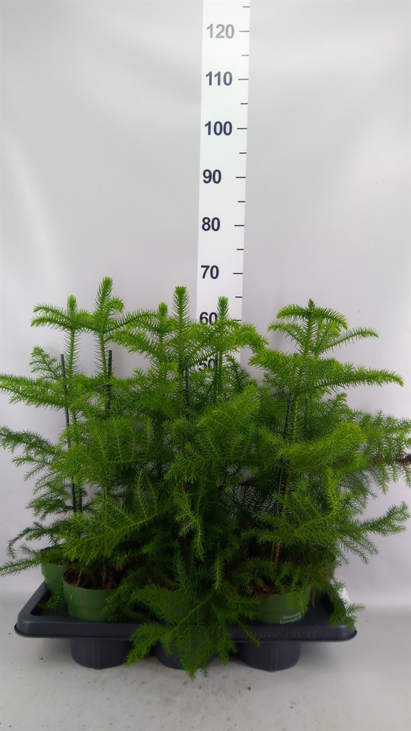 Araucaria Heterophylla 14Ø 38cm