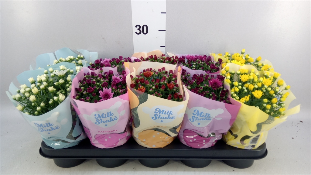 Chrysanth Milkshake Mix 12Ø 24cm