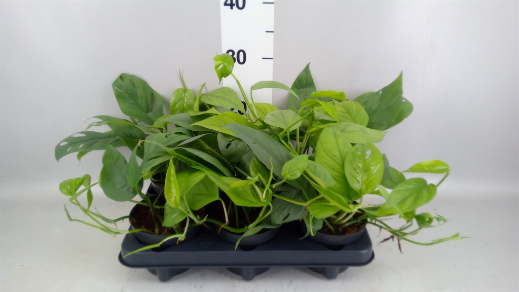 Epipremnum Cebu Blue 12Ø 20cm