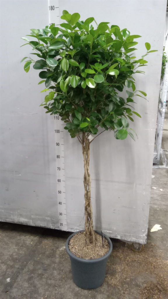 Fic Mi Moclame 32Ø 160cm