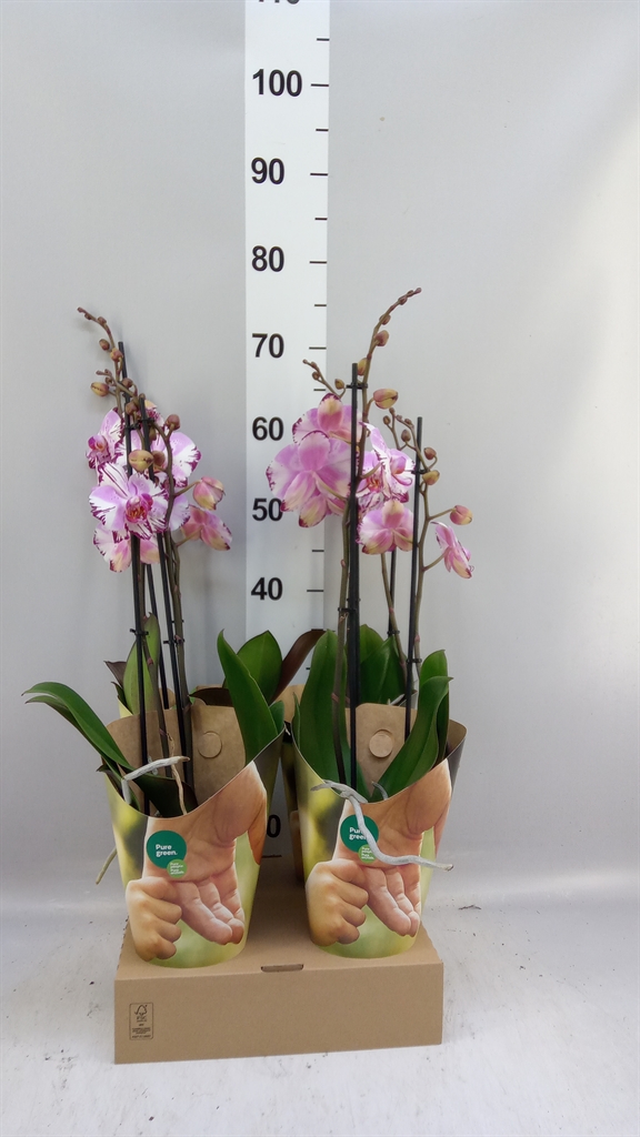 Phal F Magic Art 12Ø 55cm