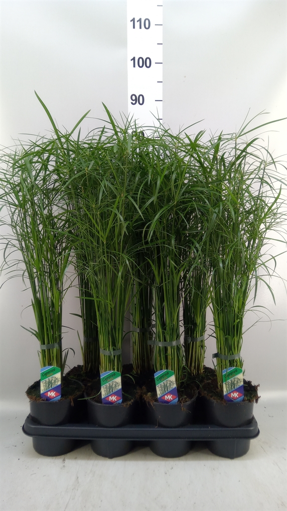 Cyperus Gracilis 14Ø 55cm