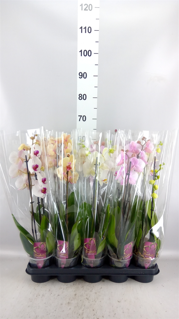 Phalaenopsis Mix 12Ø 55cm 2st