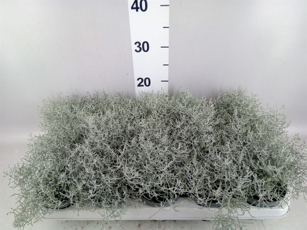 Leucophyta Brownii 10Ø 22cm