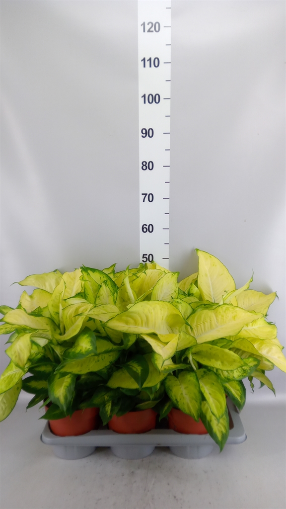 Dieff Seguine Ov 17Ø 50cm