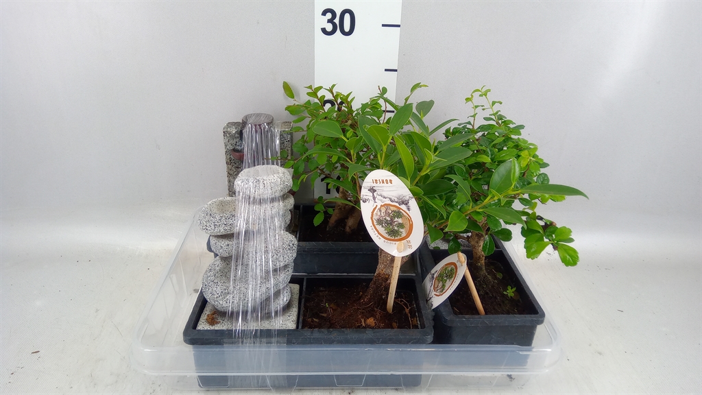 Bonsai Mix 22Ø 25cm