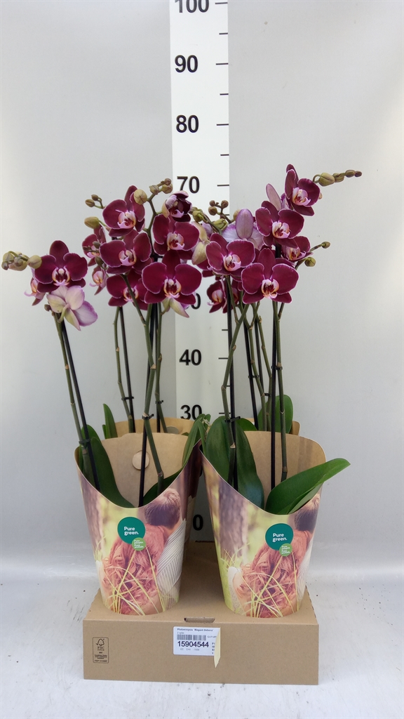 Phal El Debora 12Ø 55cm