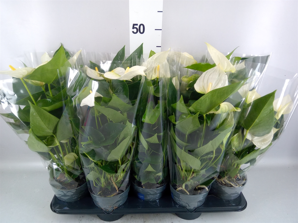 Anthurium Karma White 12Ø 43cm