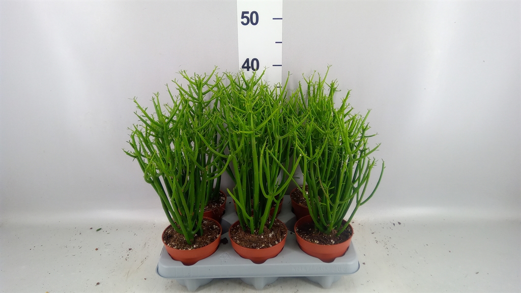 Euphorbia Tirucalli 12Ø 40cm