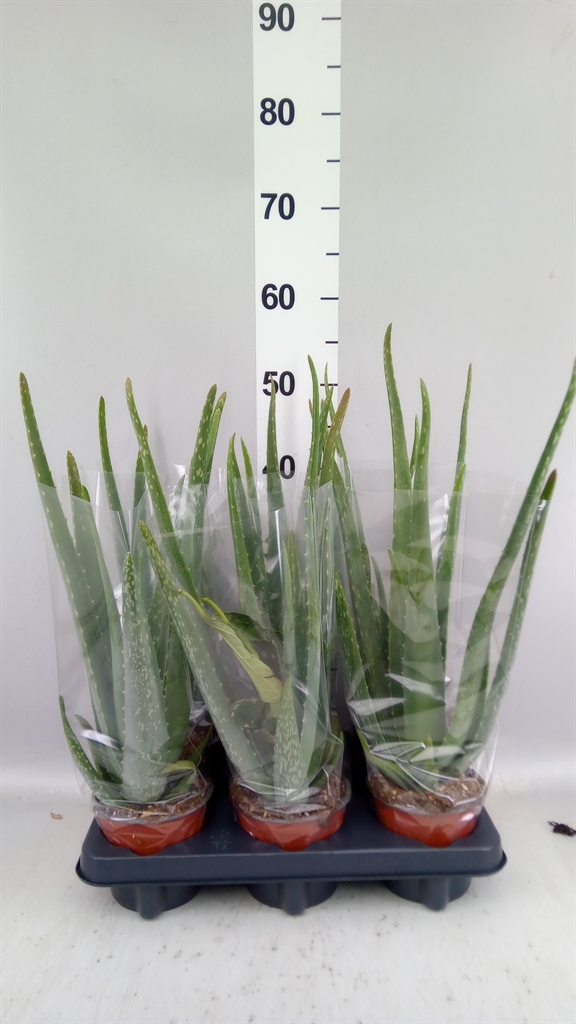 Aloe Vera 12Ø 47cm