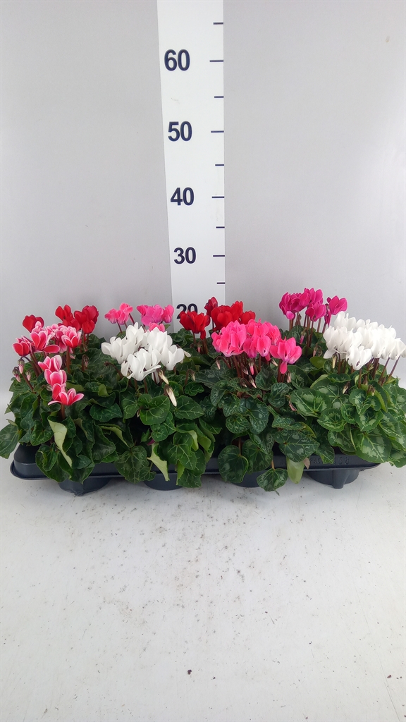 Cyclamen Super Serie Carino 10Ø 25cm
