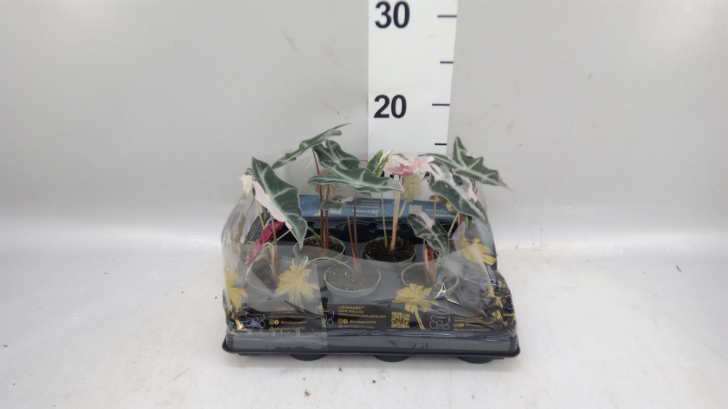 Alocasia Overig 6Ø 15cm