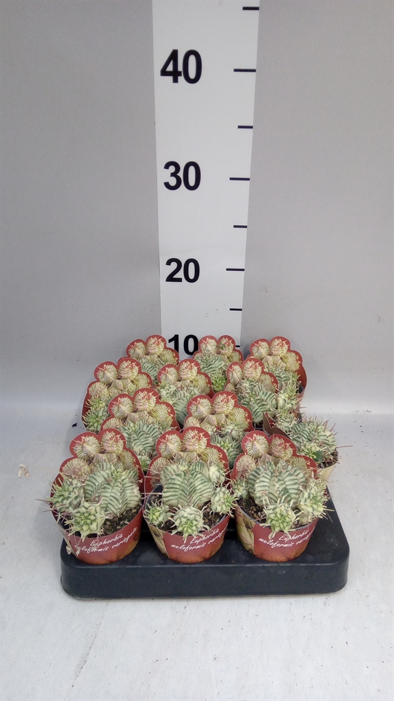 Euphor Succulenten 506Ø 9cm