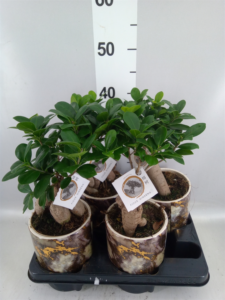 Ficus Microcarpa Ginseng 14Ø 35cm