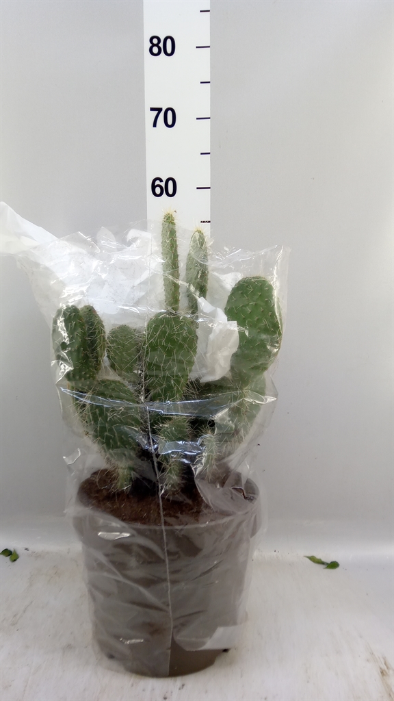Opuntia 25Ø