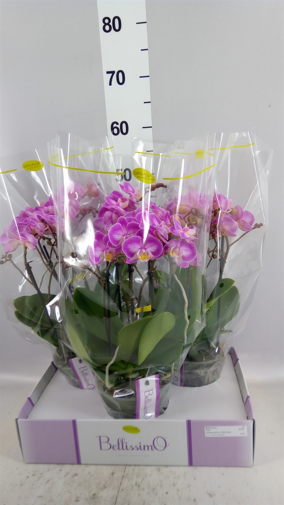 Phal Mf Ov Roze 15Ø 50cm