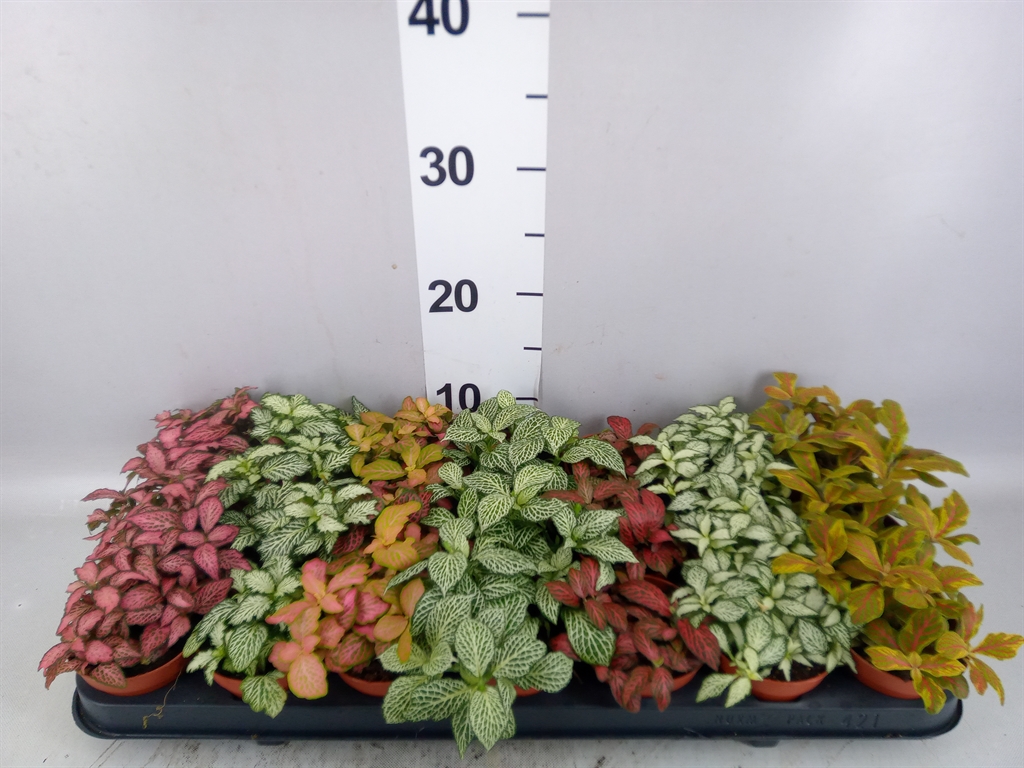 Fittonia Mix 7 Colours 8Ø 12cm
