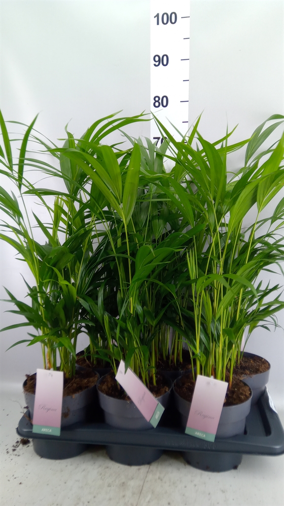 Dypsis Lutescens 17Ø 58cm