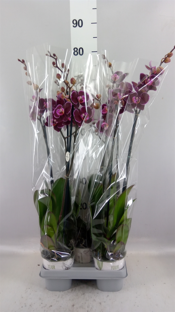 Phalaenopsis Montpellier 12Ø 60cm 2st