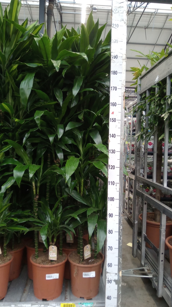 Dracaena Janet Craig 27Ø 210cm
