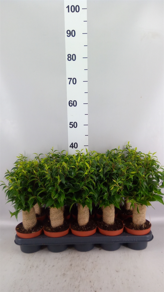 Ficus Benjamina Natasja 12Ø 35cm