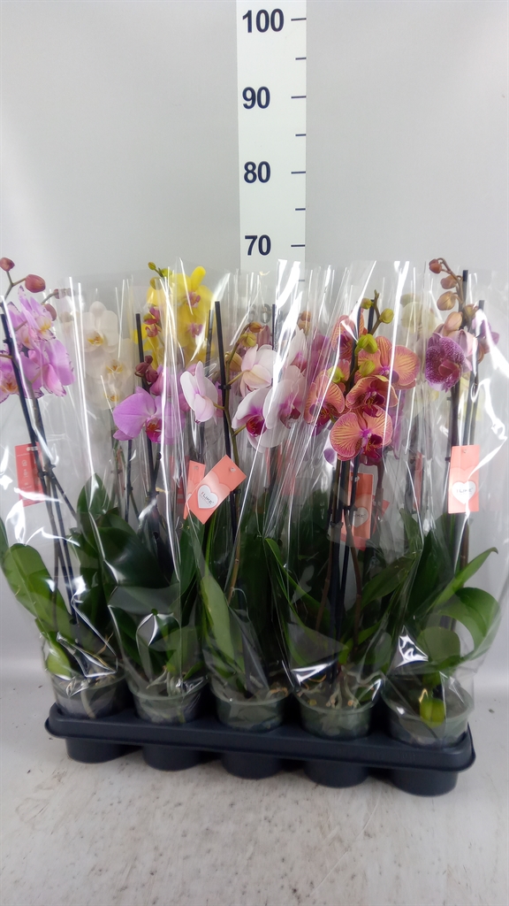 Phalaenopsis Mix 5 Colours 12Ø 55cm 2st