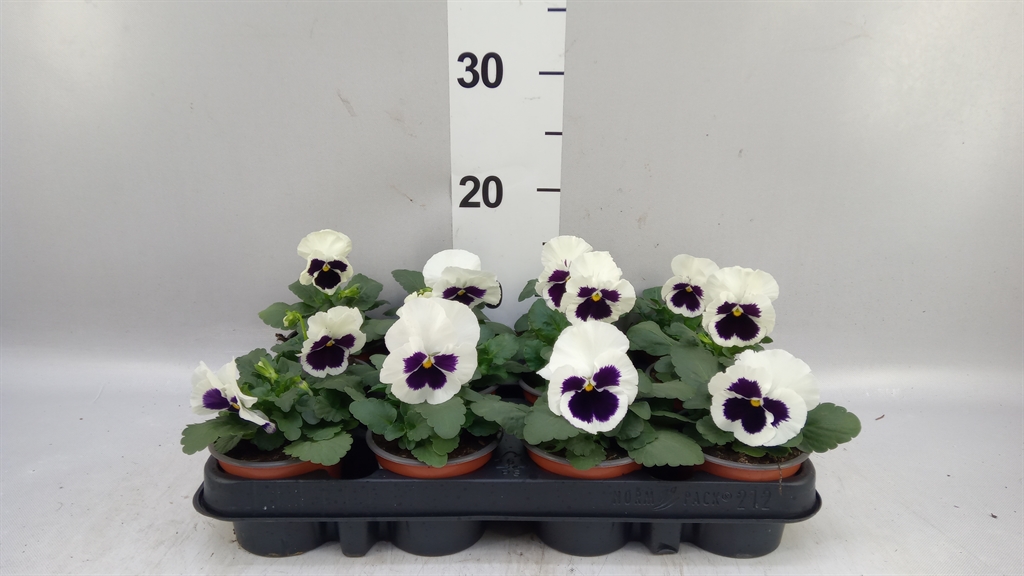 Viola St Colos White 9Ø 15cm